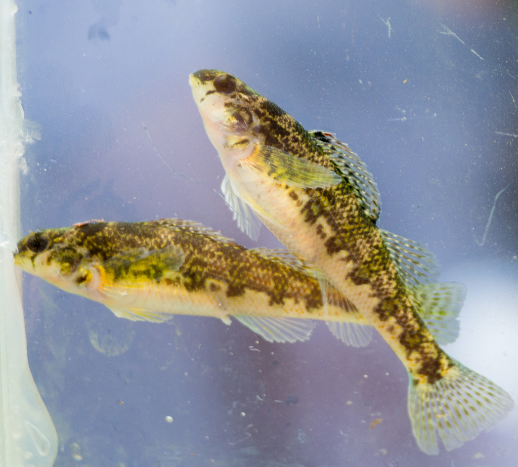 Vermilion Darter