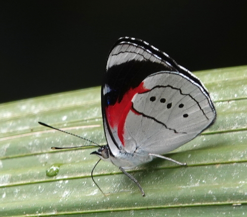 Perisama paralicia · iNaturalist