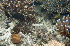 Ctenactis echinata