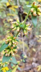Solidago hispida hispida
