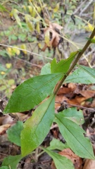 Solidago hispida hispida