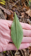 Solidago hispida hispida