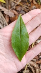 Solidago hispida hispida