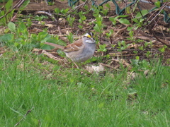 Zonotrichia albicollis