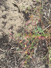 Camissonia strigulosa