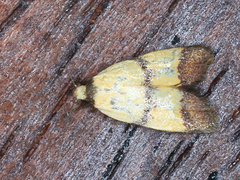 Heteroteucha translatella