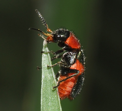 Collops quadrimaculatus