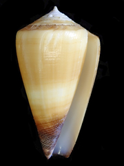 Conus planorbis