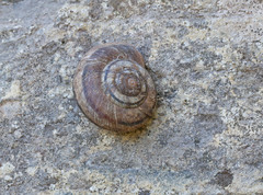 Oreohelix strigosa depressa
