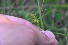 Carex arcta