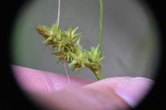 Carex arcta