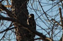 Sphyrapicus nuchalis