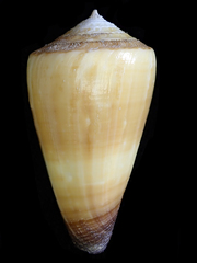 Conus planorbis