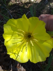 Oenothera macrocarpa