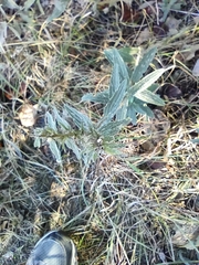 Lithospermum bejariense