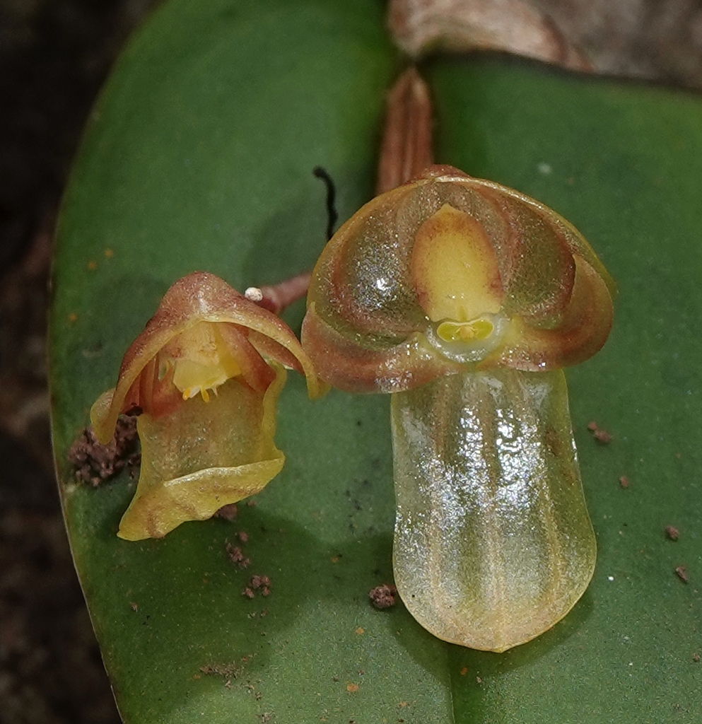 Pleurothallis octavioi