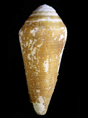Conus terebra