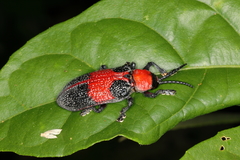 Coraliomela aeneoplagiata