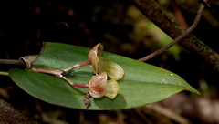 Pleurothallis octavioi