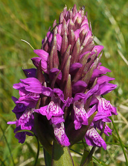 Dactylorhiza kerryensis