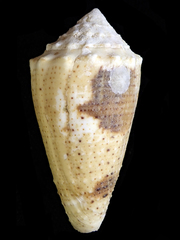 Conus varius