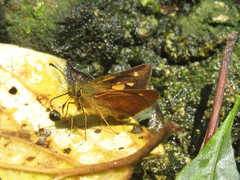 Dalla caenides