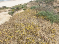 Angianthus tomentosus