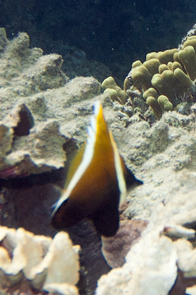 Horned Bannerfish