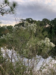 Baccharis halimifolia image