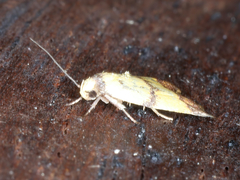 Heteroteucha translatella