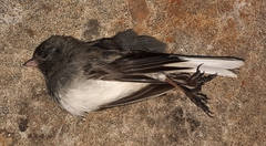 Junco hyemalis