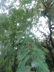 Vachellia campechiana