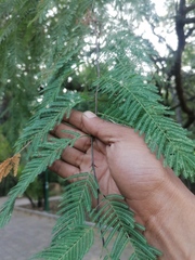 Vachellia campechiana