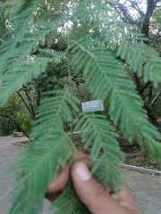 Vachellia campechiana