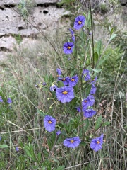Lycianthes lycioides