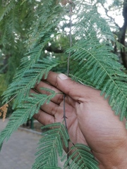 Vachellia campechiana