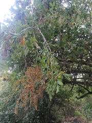 Apoplanesia paniculata