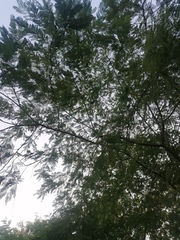 Vachellia campechiana