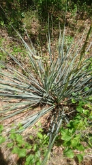 Yucca necopina
