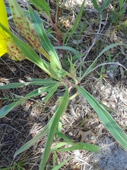 Oenothera macrocarpa
