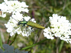 Chrysanthia varipes