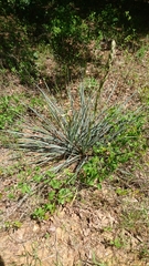 Yucca necopina