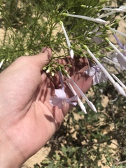 Ipomopsis longiflora longiflora