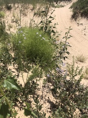 Ipomopsis longiflora longiflora