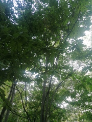 Piscidia carthagenensis