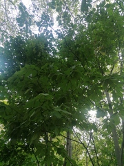 Piscidia carthagenensis