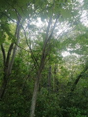 Piscidia carthagenensis