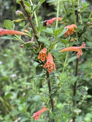 Clinopodium tomentosum