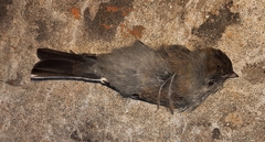 Junco hyemalis