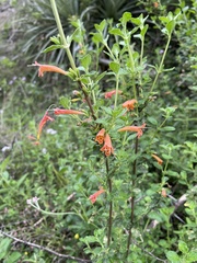 Clinopodium tomentosum